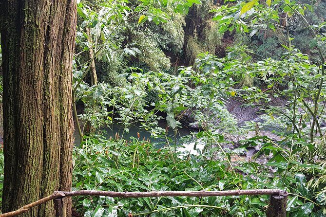 Full Day Hiking Trail Waterfalls- in Lomba de São Pedro - Azores - Who Will Love This Tour?