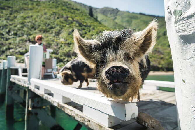 Full Day Iconic Mail Boat Cruise - Who Should Consider This Tour?