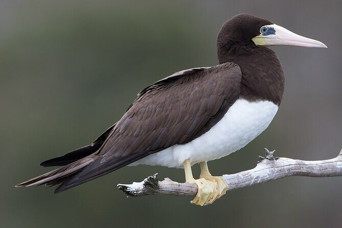 Full-Day Isla Contoy Sailing Nature Experience in Mujeres - Who Should Consider This Tour?
