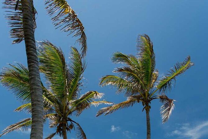 Full-Day Isla Contoy Sailing Nature Experience in Mujeres - The Sum Up