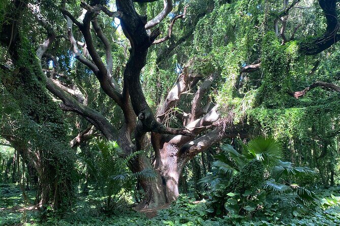 Full Day Island of Maui Private Tour - Real Traveler Insights