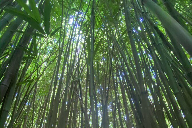 Full Day Island of Maui Private Tour - Final Thoughts: Is This Tour Right for You?