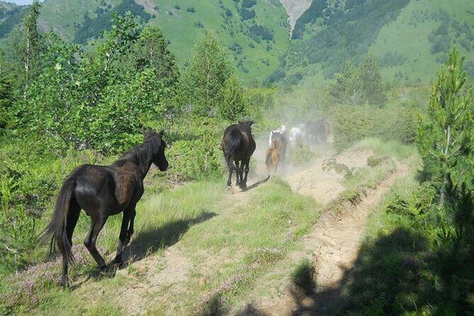 Full Day Jeep Safari Pelister Tour from Ohrid and or Bitola - Exploring the Full Day Jeep Safari Pelister Tour from Ohrid and Bitola