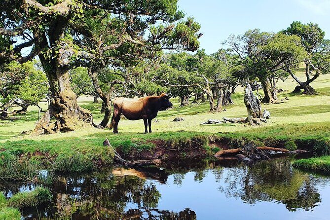 Full Day Jeep Safari Tour to Porto Moniz and Cabo Girão - Transportation, Group Size, and Flexibility