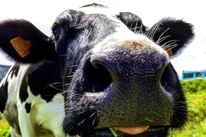 Full day jeep tour Nordeste with lunch included - FAQ