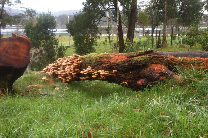 Full-Day Jeep Tour to Furnas - What the Tour Offers: A Full Breakdown