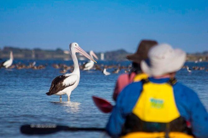 Full Day Kayaking Tour in Coorong National Park - FAQs about the Full-Day Kayaking Tour in Coorong National Park