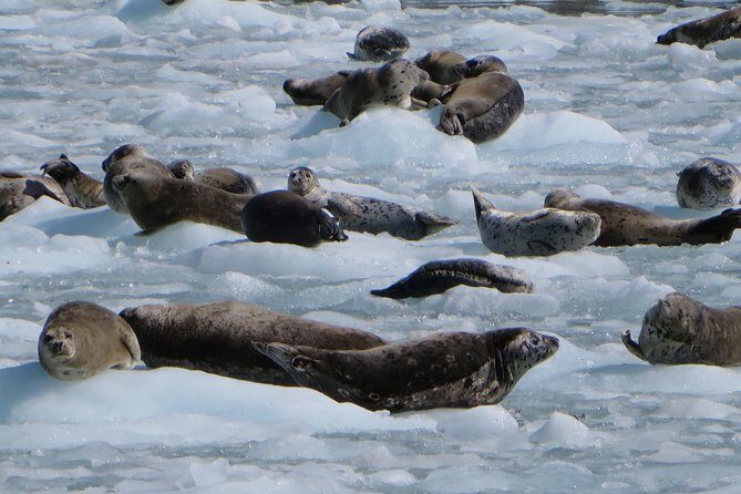 Full-Day Kenai Fjords National Park Northwestern Cruise - FAQ