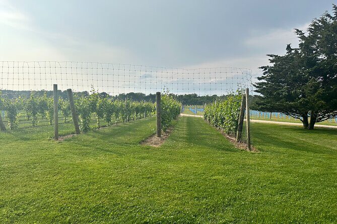 Full-Day Luxury Long Island Private Winery Tour - A Closer Look at the Experience