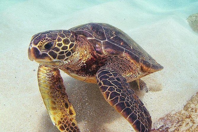 Full day Oahu´s North Shore Circle Island & Snorkeling w/ Turtles - The Itinerary in Detail