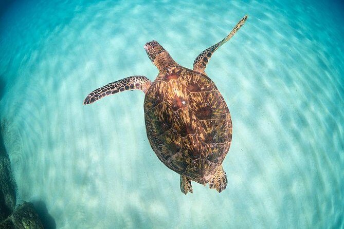 Full day Oahu´s North Shore Circle Island & Snorkeling w/ Turtles - Practical Tips for Your Day