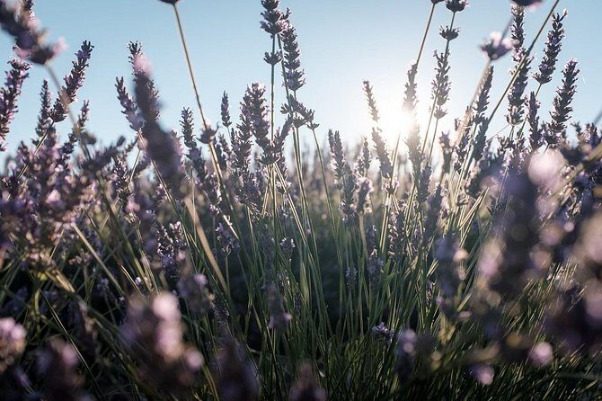 Full Day Ocean of Lavender in Valensole from Avignon - A Closer Look at the Tour Experience