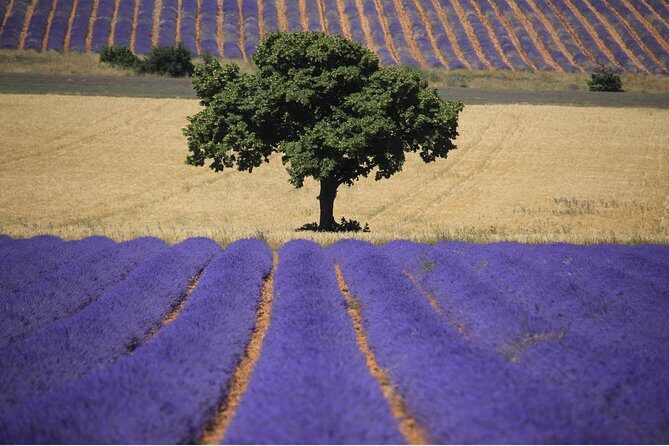 Full Day Ocean of Lavender in Valensole from Avignon - Who Should Consider This Tour?