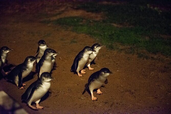 Full-Day Penguins and Wildlife Nature Experience from Melbourne - Final Thoughts