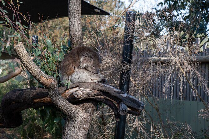 Full-Day Phillip Island Tour with Kangaroo, Koala and Penguin Parade - FAQs