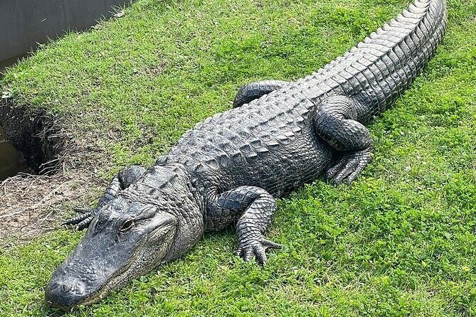 Full Day Plantation -N- Swamp Tour in New Orleans - An In-Depth Look at the Tour