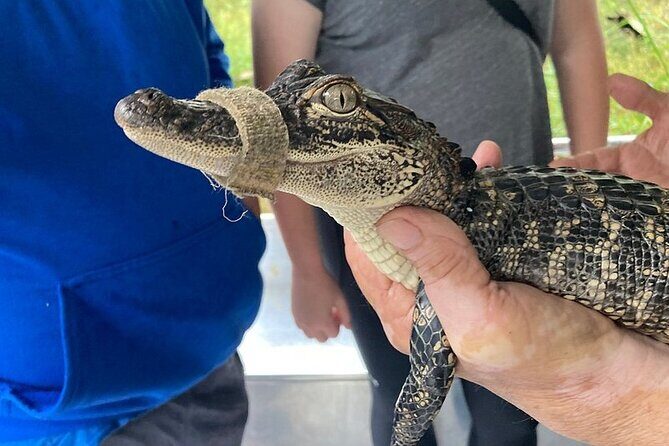 Full Day Plantation -N- Swamp Tour in New Orleans - FAQs