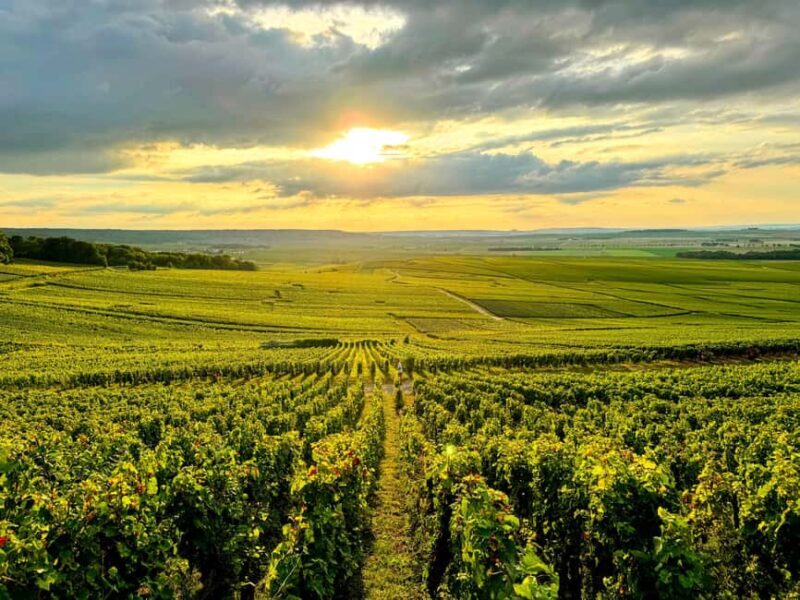 Full Day Pommery Small Group Tour - Final Thoughts