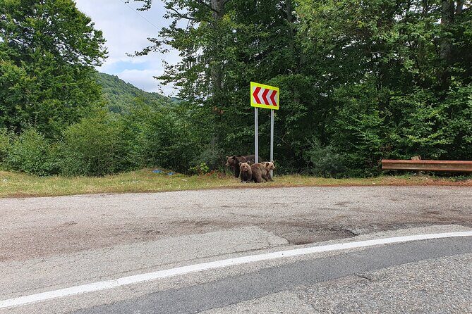 Full-Day Private Carpatian Garden with Dracula's Fortress - Wild Brown Bears - Who Is This Tour Best For?