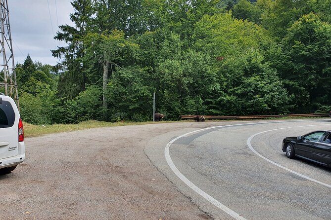 Full-Day Private Carpatian Garden with Dracula's Fortress - Wild Brown Bears - FAQs