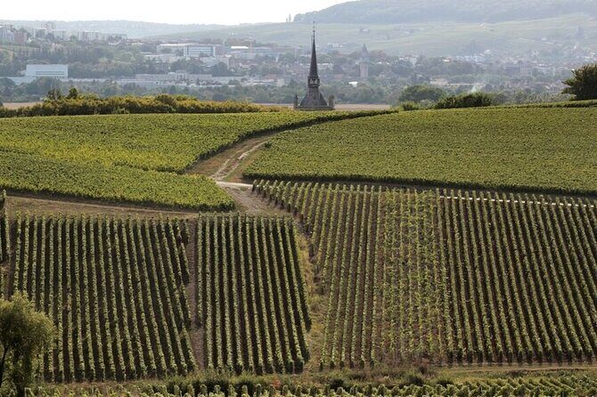 Full-Day Private Champagne Tasting in Reims and its Vineyards - Who Is This Tour Best For?
