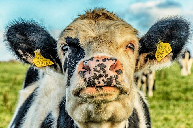 Full Day Private Cultural Tour in Dingle Peninsula - Dunmore Head & Ogham Stone: The Westerly Edge of Europe