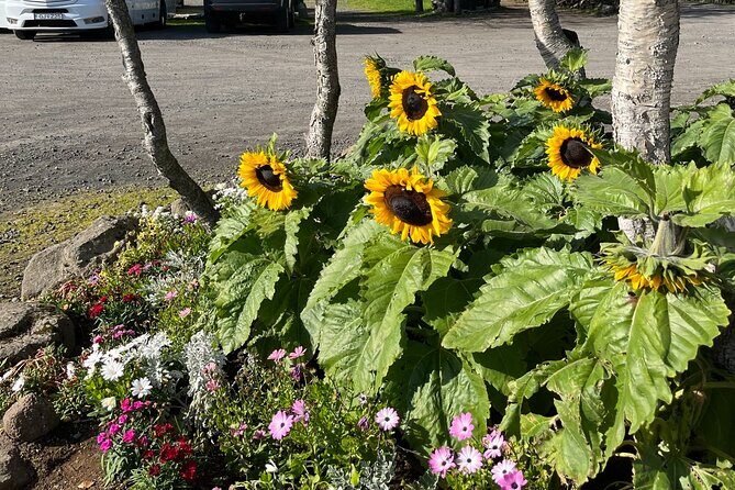 Full Day Private Guided Tour in Golden Circle of Iceland - Þingvellir National Park – The Earth’s Cracked Canvas