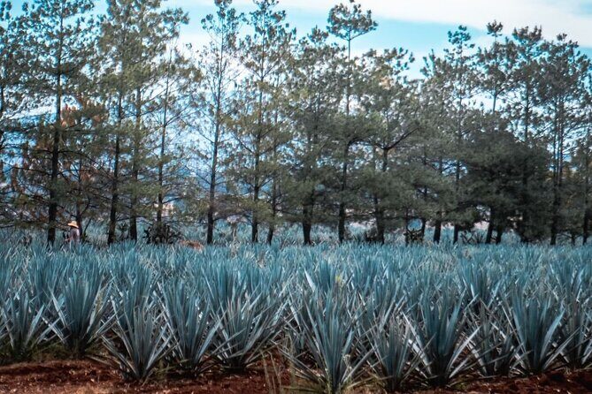 Full Day Private Guided Tour of Arandas Jalisco Distilleries - A Closer Look at the Itinerary