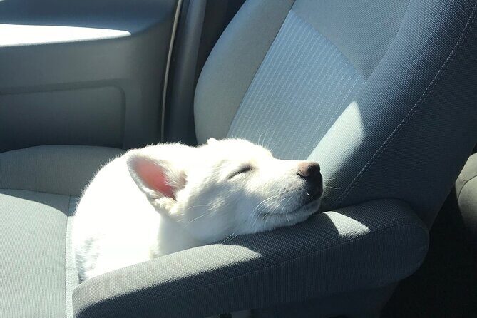 Full Day Private Pet Friendly Yellowstone Tour From Cody Wyo! - Key Points