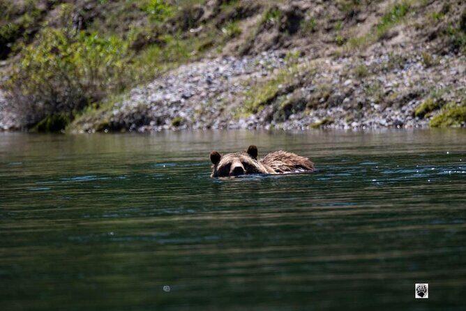 Full Day Private Pet Friendly Yellowstone Tour From Cody Wyo! - Practical Tips and Considerations