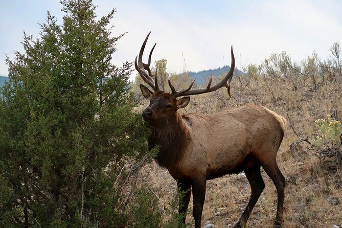 Full Day Private Pet Friendly Yellowstone Tour From Cody Wyo! - FAQ