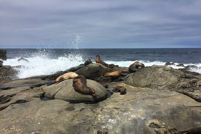 Full Day Private SD Tour from Coronado Island - A Comprehensive Look at the Full Day Private San Diego Tour from Coronado Island