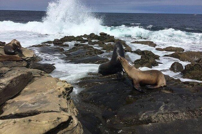 Full Day Private SD Tour from Del Mar - Balboa Park and Little Italy