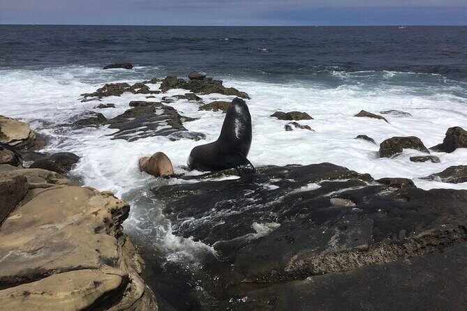 Full Day Private SD Tour from Pacific Beach - Exploring San Diego in Style and Comfort