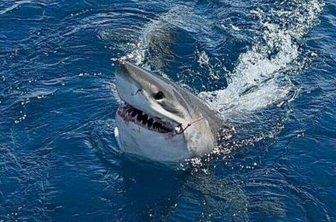 Full Day Private Sportfishing Charter in Fort Lauderdale - Final Thoughts: Is It Worth It?