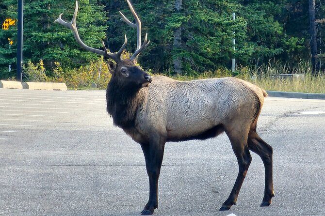Full Day Private Tour Banff/Yoho Customized Sightseeing - Frequently Asked Questions