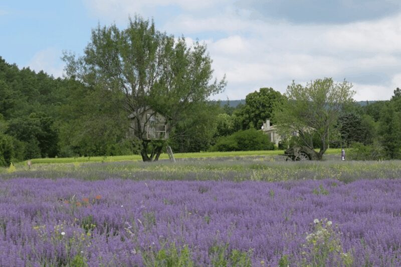 Full Day Private Tour from Avignon - What To Expect from the Full Day Private Tour from Avignon