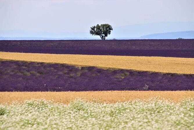 Full-day Private Tour Gorges du Verdon (LAVENDER JUNE 15/JULY 15) - FAQ