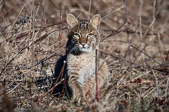 Full-Day Private Tour to Alligator River National Wildlife Refuge - An In-Depth Look at the Alligator River Wildlife Tour