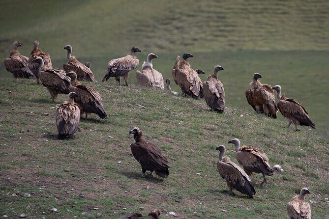 Full-Day Private Wilderness Tour in Vashlovani National Park - Final Thoughts