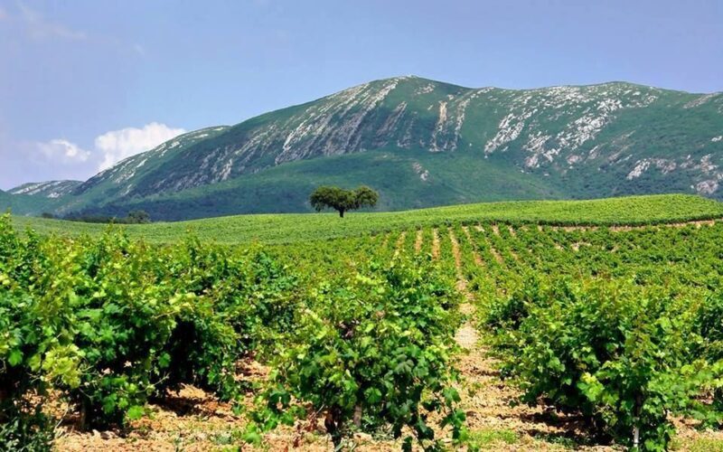 Full Day Private Wine Tour in Arrabida - What’s Included and What’s Not