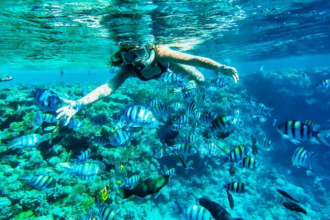Full-Day Reef Snorkeling in Cozumel from Cancun with Lunch - Snorkeling and Marine Life