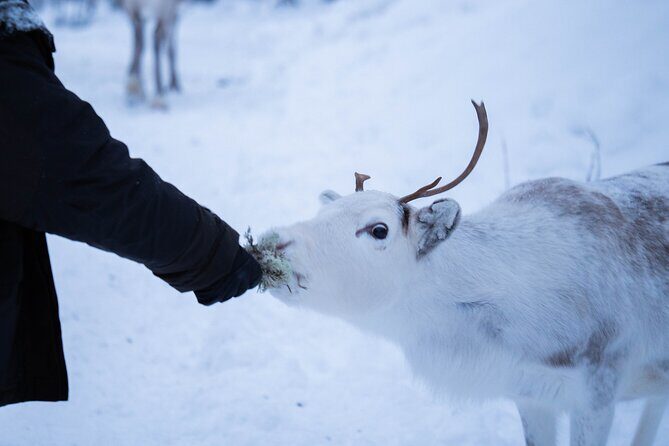 Full-Day Reindeer Tour with Pickup in Kiruna - Downsides or Considerations