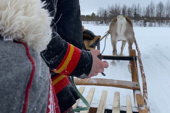 Full-Day Reindeer Tour with Pickup in Kiruna - The Sum Up