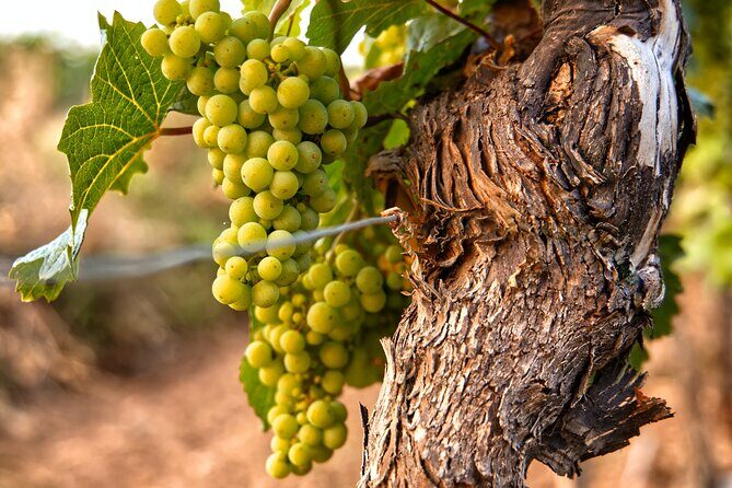 Full-Day Rioja Wineries Tour from Madrid with Pickup and Drop off - FAQ