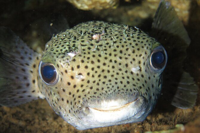 Full Day Scuba Dive Off The Na Pali Coast, Kauai-Mana Crack - What This Experience Means for You