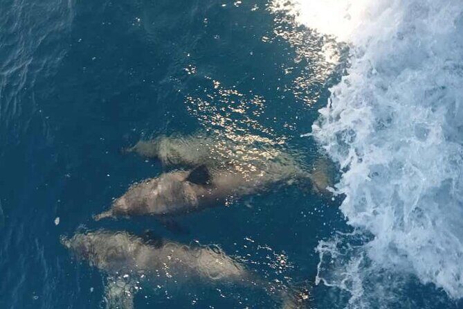 Full Day Snorkelling Cruise in Tranquility Island Resort - Who Is This Tour Best For?