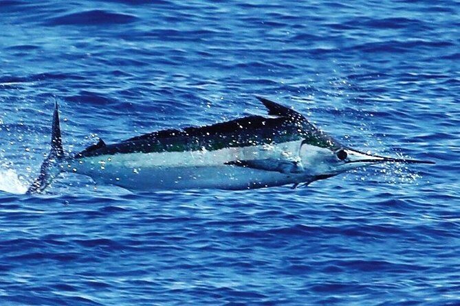 Full Day Sportsman/Enthusiast Charter - Who Would Love This?