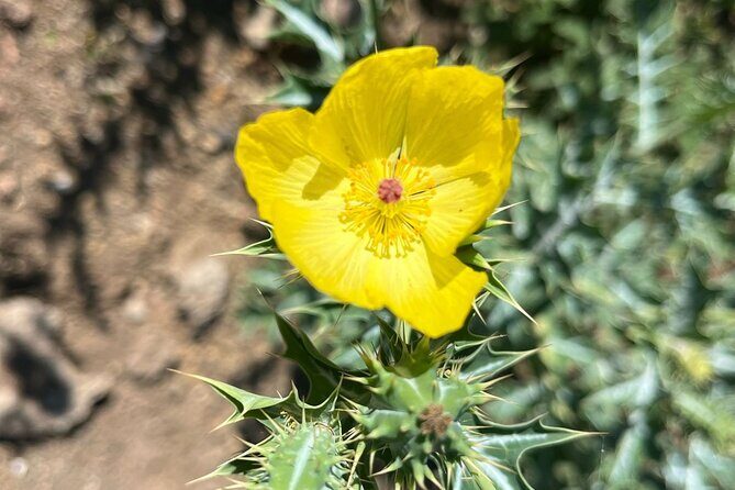 Full Day Teotitlan Del Valle Village Private Tour - Key Points