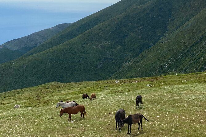 Full Day Tour from Albanian Riviera/Borsh to Dhermi and Llogara - Who Should Consider This Tour?